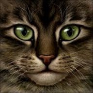 ShyCat