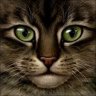 ShyCat