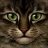 ShyCat